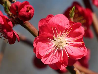 Prunus Persica